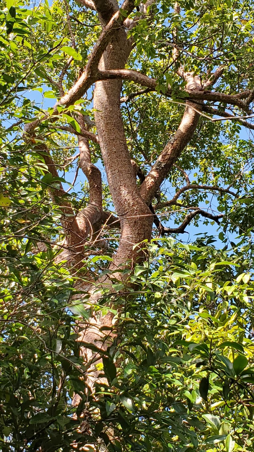 Gumbo Limbo Trail 